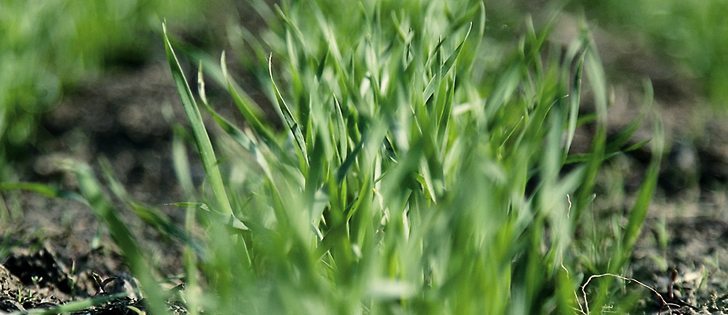 Recent research shows early fungicide applications are not economically beneficial and can even lead to downgrading of crop.  |  File photo