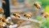 Bees appeared to survive the winter but a cool spring on the Prairies has slowed honey production. | File photo