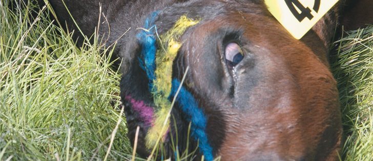 Now is the time to review calf processing techniques to prepare for next year.  |  Mary MacArthur photo