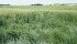 A field near Calgary shows a lodging problem. Cereal crops are susceptible, but the stem can form an elbow joint if it’s not broken, allowing the plant to recover. | Barbara Duckworth photo