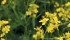 Changes to the Plant Breeders’ Rights Act are working their way through Parliament. | File photo