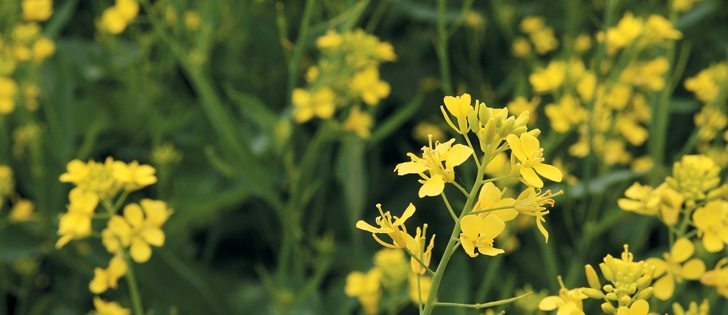 Changes to the Plant Breeders’ Rights Act are working their way through Parliament.  |  File photo