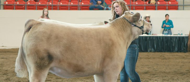 Megan McLeod of Cochrane, Alta., watches the judges during the UFA Steer Classic at the Calgary Stampede July 12.  |  Barbara Duckworth photo