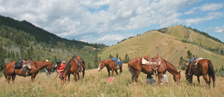 Botox and shockwave therapy are among the unusual treatments used on horses.  |  File photo