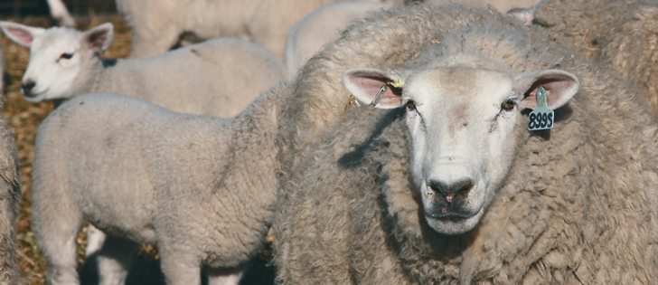 Sungold Specialty Meats plans to expand to reduce Canada’s imports of lamb. Almost all imports come from New Zealand and Australia.  | File photo