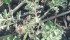 Flixweed can be poisonous to livestock if eaten in high quantities. | Michael Raine photo