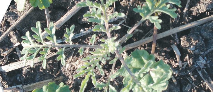 Flixweed can be poisonous to livestock if eaten in high quantities.  |  Michael Raine photo