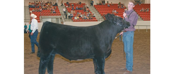 Brady Scott of Eastend, Sask., won the grand champion steer title at the junior division of the Calgary Stampede UFA Steer Classic held July 12. The steer was auctioned off for $20,000 and he will receive a portion of that total in scholarship money.  |  Barbara Duckworth photo