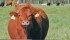 A sustainable beef group plans to spell out specific goals for continuous improvement in all aspects of beef production. | File photo
