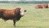 Bull calves fed a higher nutrition diet before puberty could become better herd sires when they mature. | Mary MacArthur photo