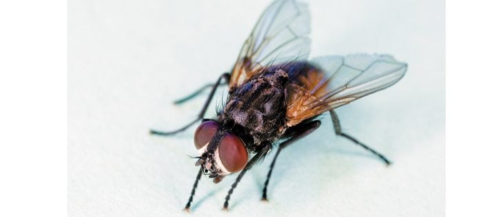 Europe’s AgriProtein has raised $11 million for a project in South Africa that will house billions of flies and produce a protein feedstock for livestock.   |  USDA file photo