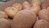 Canadian producers are estimated to have planted more than 348,000 acres of potatoes in 2013, down slightly from last year. | File photo