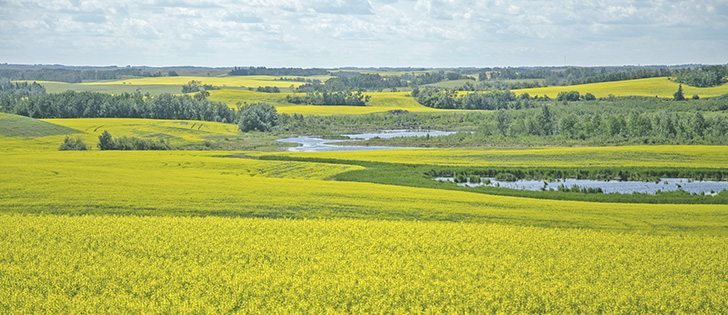 Watch McMillan's Markets for the most important crop and livestock market information of the week. |Robin Booker, photo.
