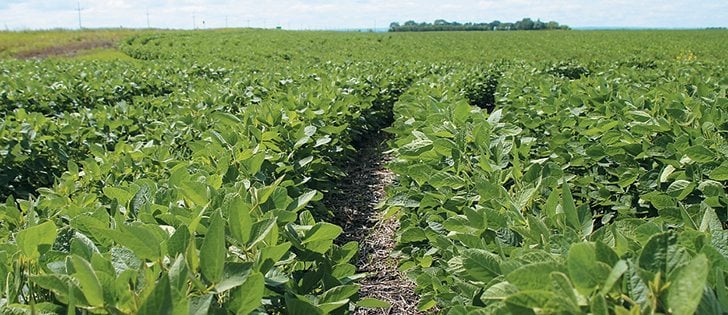 Crops are advancing across the Prairies, but are still well behind normal maturity for this time of year. A late fall frost will be needed in Manitoba to help soybean fields like this one.  |  Ed White Photo