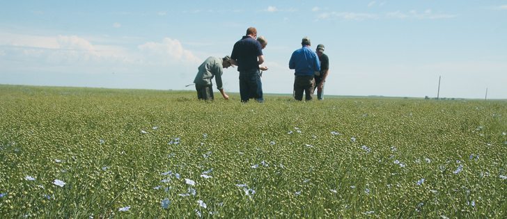 The tour group checked flax fields that were just finishing bloom near Woodrow, Sask.  |  Barb Glen photo