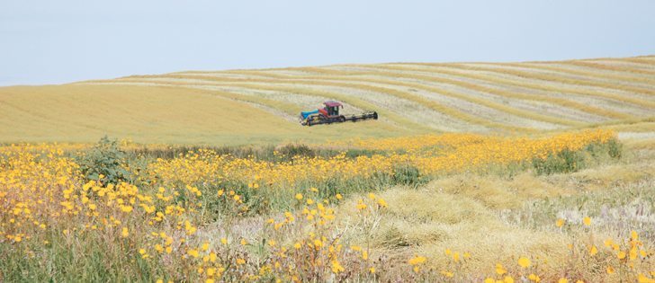 This farmer was one of the first near Pangman, Sask., to cut his canola. The satellite vegetation index from the second week of August shows below normal plant development for most of Manitoba and parts of eastern Saskatchewan, but Alberta fields generally look good.  |  Brian Cross photo