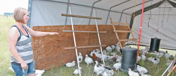 Arlie Laroche uses portable housing and electrified netting to protect chickens from a weasel that visits their Vanscoy, Sask., farm.  |  Sean Pratt photo