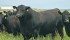 The DNA of more than 300 beef cattle has been sequenced as part of the Canadian Cattle Genome Project. | File photo