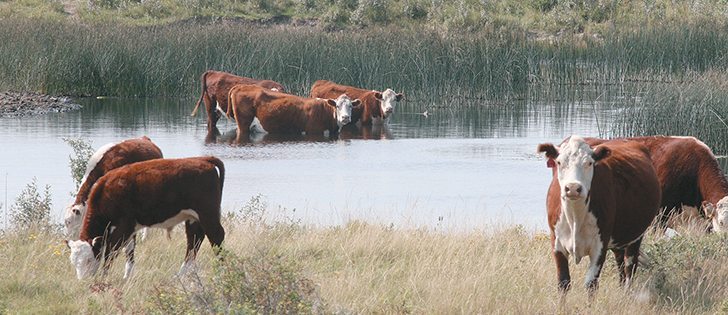Blue green algae contains toxins that can damage the nervous system or liver in livestock, pets and humans.  |  File photo.