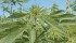 An American professor says the hemp industry needs to distinguish itself from marijuana to take advantage of economic and agronomic benefits of the crop. | File photo.