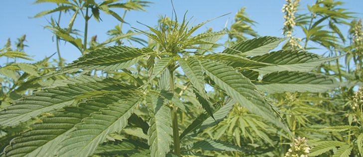 An American professor says the hemp industry needs to distinguish itself from marijuana to take advantage of economic and agronomic benefits of the crop.  |  File photo.