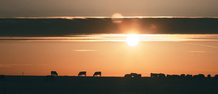 A grazing response index, which was developed in the United States, is being tested to see whether it can effectively evaluate Canadian pastures.  |  File photo