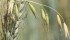 Wild oats, which are the biggest weed headache for Canadian farmers, have developed herbicide resistance in 50 to 60 percent of fields. | File photo