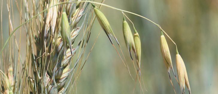 Wild oats, which are the biggest weed headache for Canadian farmers, have developed herbicide resistance in 50 to 60 percent of fields.  |  File photo