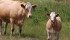 Aging can improve a tough steak, but a genetic test that could determine which cattle produce tender meat in advance might save the beef industry a considerable sum in storage costs. | File photo