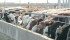 High levels of bovine respiratory disease in feedlot cattle are a concern for the industry. | File photo