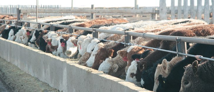 High levels of bovine respiratory disease in feedlot cattle are a concern for the industry.  |  File photo