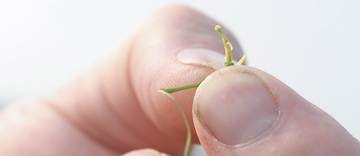 Crop adviser Jeff Smith holds a canola flower with swede midge larvae in a field north of White Fox, Sask.  |  Taryn Riemer photo.