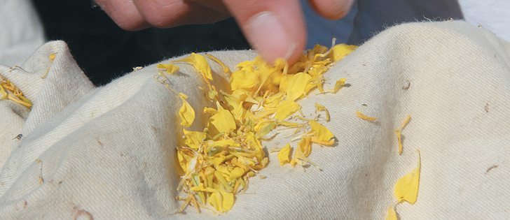 Canola petals may show what fungus is present and how soon it may strike the plant.  |  Barb Glen photo.