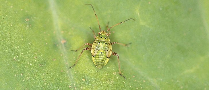 Lygus nymphs are occasionally mistaken for aphids, which have a similar size and shape.  |  File photo.