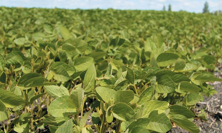 Despite 125 to 150 millimetres of rain over the last few weeks, soybeans in western Manitoba and eastern Saskatchewan are faring well. Beans are handling the standing water and surplus moisture, while canola is struggling to survive under the same conditions |  Robert Arnason photos