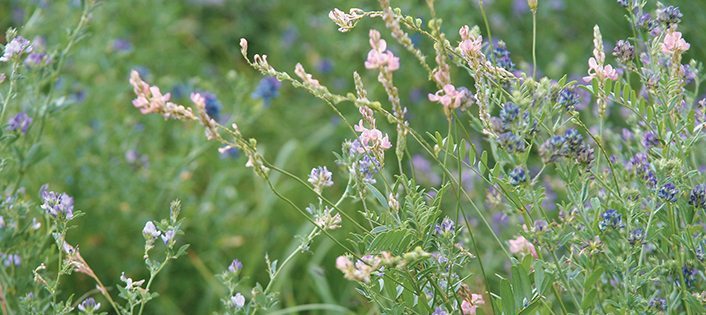 A mix of sainfoin added to an alfalfa stand provides good nutrition and can prevent pasture bloat in cattle.  |  Barbara Duckworth photo.