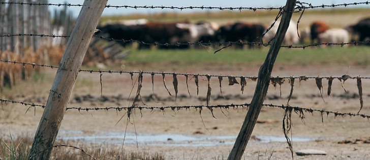 During a 2006 anthrax outbreak, more than 800 animals died on more than 150 premises in Saskatchewan and Manitoba.  |  File photo