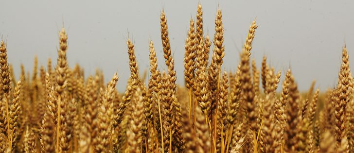 Watch McMillan's Markets for the most important crop and livestock market information of the week. | Mike Raine, photo. 
