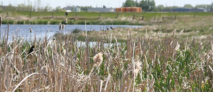 The Keystone Agricultural Producers and Delta Waterfowl have long championed the concept of paying landowners for ecosystems services. | File Photo. 