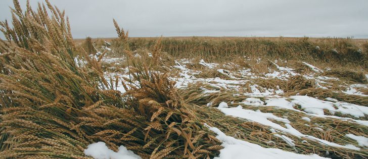 Lifters and pick-up reels on swathers will be in demand in areas of Alberta that got an early dump of snow, creating a lodging headache.  |  Barb Glen photo