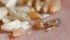 Fusarium and fungal disease damage is above normal and frost may cause further damage. | File photo