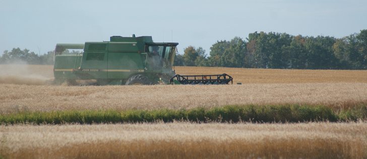 Combiners are encountering good, bad and awful wheat crops this fall. Wide discounts and premiums linked to quality and protein are emerging, making the Minneapolis spring wheat futures contract only a rough guide to what can be expected in the cash market.  |  D’Arce McMillan photo