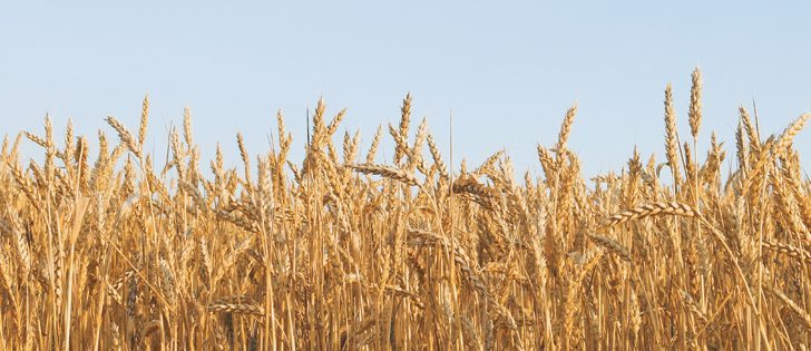 Rain is expected to affect wheat quality in North America and the European Union.  |  File photo