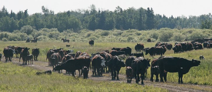 The cattle marketing levy funds industry research, marketing, lobbying and trade negotiations that improve profits and provide export opportunities for the industry.  |  File photo