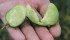 Each potato fruit can contain up to 400 true potato seeds. Research at Broderick, Sask., is looking at developing hybrid varieties for potato production around the world. | Karen Briere photo