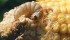 This western bean cutworm chewed its way through the silks to eat the tip of this cob. The cutworm is a problem on sandy soil in Ontario. | Jeffrey Carter photo