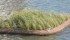 Floating islands were launched in a storm water pond within the City of Lethbridge in June and remained green as of Sept. 4. City officials said they expected the islands to improve water quality and enhance the appearance of the pond. | Barb Glen photo