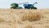 Under normal conditions, the Monteiths of High River, Alta., would straight cut their wheat, but with a good part of the crop flattened by snow in early September, they’ve been forced to swath to lift the crop before combining. | Mike Sturk photo