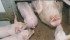 Preliminary studies of a vaccine to combat porcine epidemic diarrhea virus have shown promise. | File photo