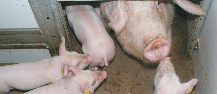 Preliminary studies of a vaccine to combat porcine epidemic diarrhea virus have shown promise.  |  File photo
